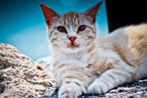 ddos攻击防御手段